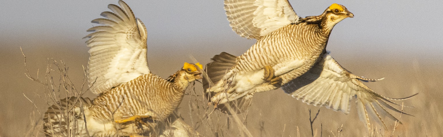 Prairie Chicken