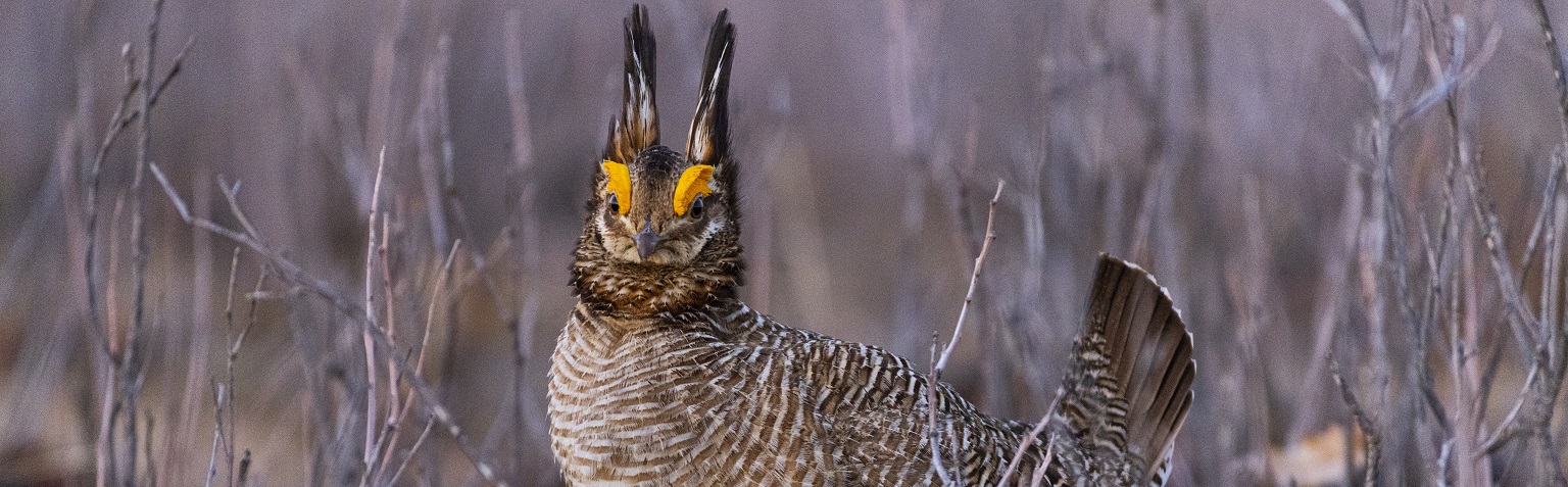 Prairie Chicken Walking