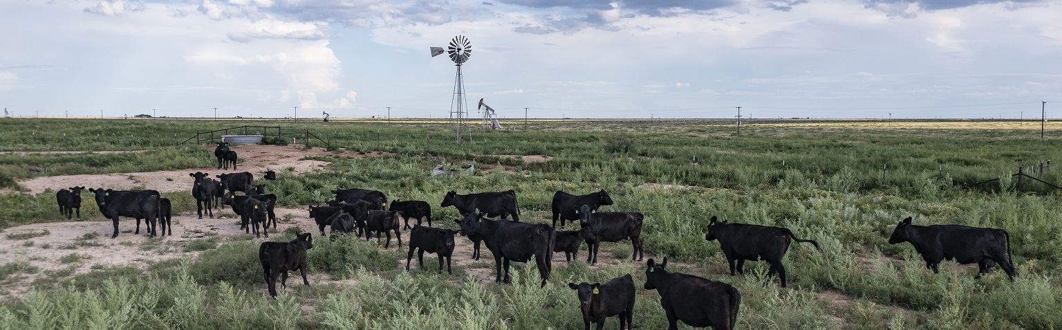 Herd of grazing cattle